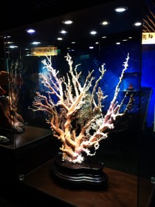 世界一の台湾サンゴ　珊瑚の泉