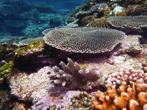 造礁サンゴ　ルモン　海人ぬ宝
